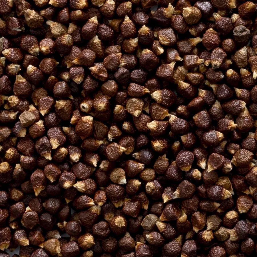 Grains of Paradise Seed, Whole 1 lb